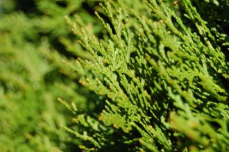 Thuja occidentalis 'Rheingold' Leaf (30/12/2013, Kew Gardens, London)