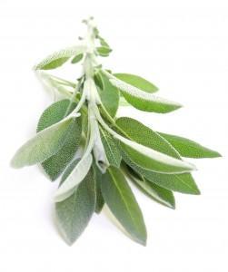 white sage