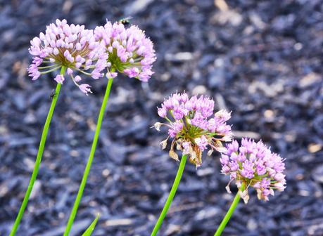 Garden resolutions for 2014