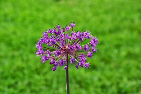 Garden resolutions for 2014