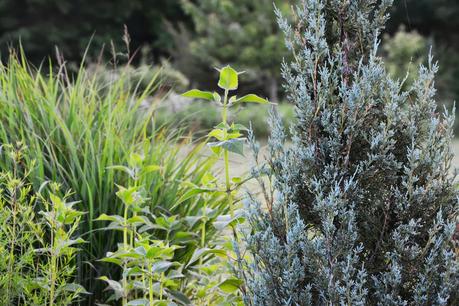 Garden resolutions for 2014