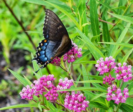 Garden resolutions for 2014