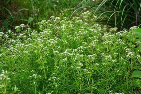 Garden resolutions for 2014