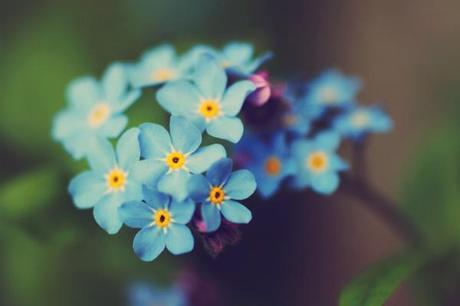 forget me nots