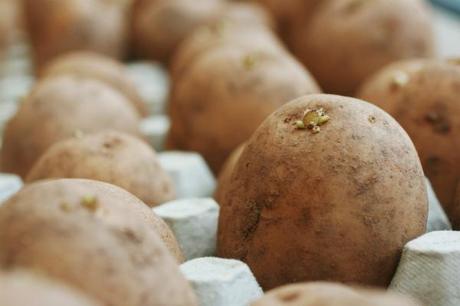 chitting seed potatoes