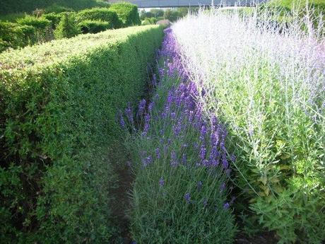 Thames Barrier Park, London - Planting Bands to the Dry Dock