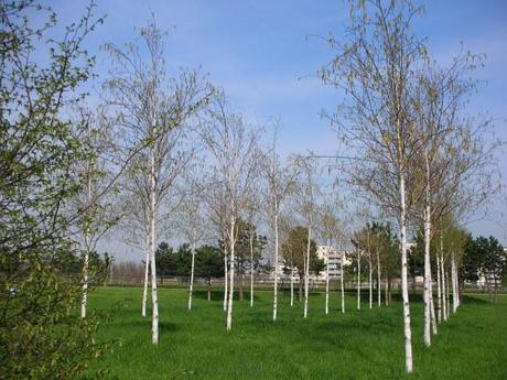 Thames Barrier Park, London - Birch Tree Grid