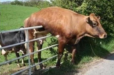 Cow that looks like it has a hangover 