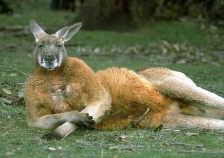 Kangaroo that looks like it has a hangover 