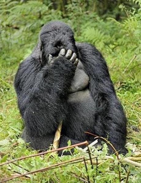 Gorilla that looks like it has a hangover 