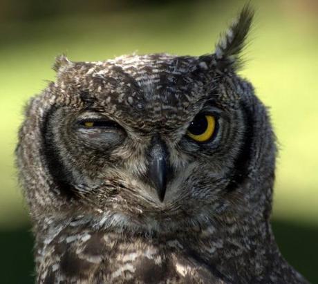 Owl that looks like it has a hangover 