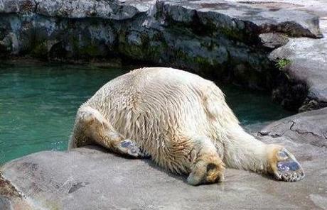 Polar Bear that looks like it has a hangover 