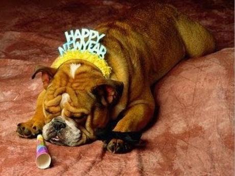 The World’s Top 10 Funniest Images of Animals with New Year's Day Hangovers