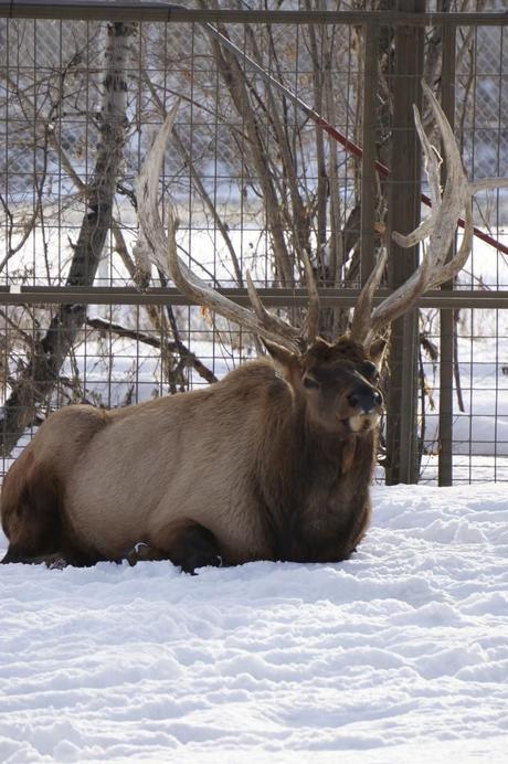 Majestic elk on the river's edge