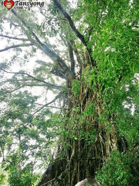 Balete Park & Millennium Tree: Largest Balete in Asia