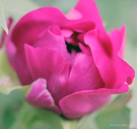 Floral Friday : A New Bloom