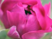 Floral Friday Bloom