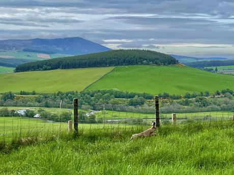 hare-jumping-through-green-fields-in-scotland