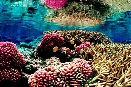 Ten of The Worlds Most Beautiful Coral Reefs