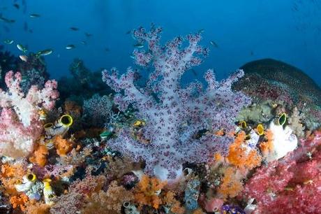 Ten of The Worlds Most Beautiful Coral Reefs