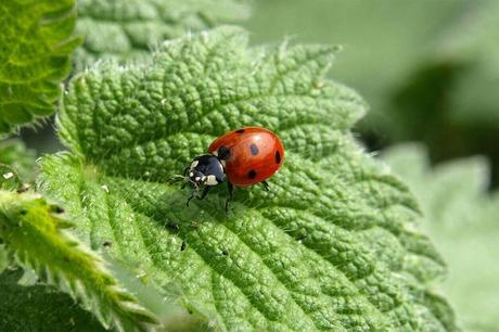 The Life Cycle of Pests: Understanding Their Behavior for Better Control