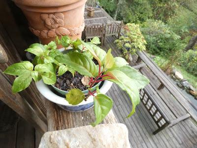 Fuchsias and Coming to the Mountains