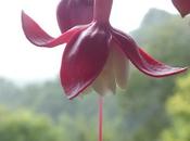 Fuchsias Coming Mountains