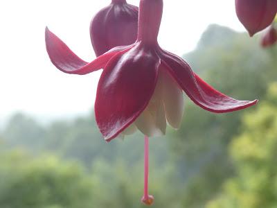 Fuchsias and Coming to the Mountains