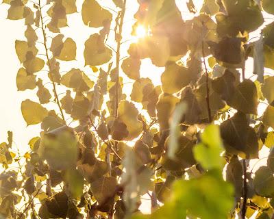 Sunrise on Nov. 9, 2023 in Liberty State Park