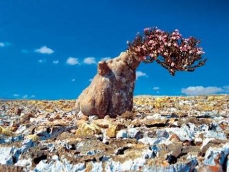 Socotra