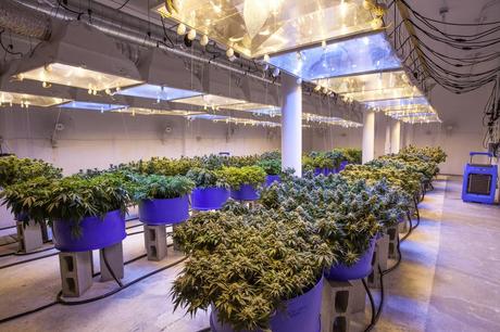 Guide to Finding a Local Dispensary Guide to Finding a Local Dispensary