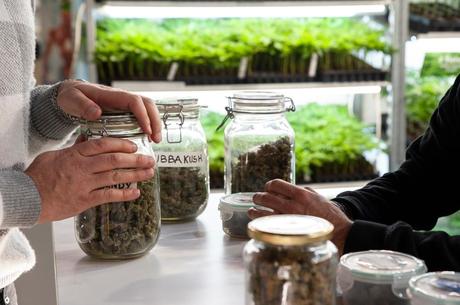 Guide to Finding a Local Dispensary Guide to Finding a Local Dispensary