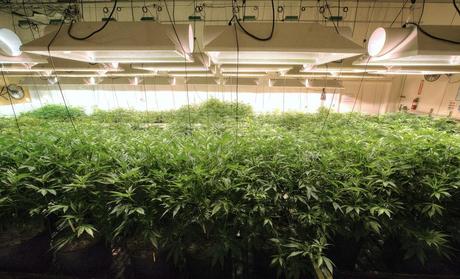 Guide to Finding a Local Dispensary Guide to Finding a Local Dispensary