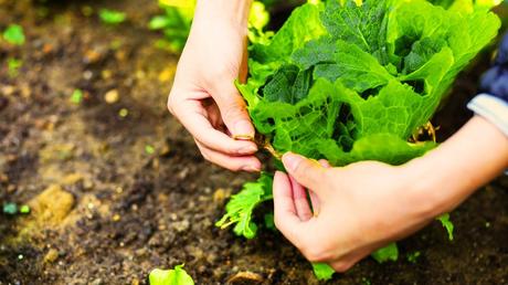 Cultivating Greenery: Tried-and-True Gardening Tips for Beginners and Pros