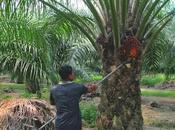 “Plantations Should Make Transition Crop Diversification”