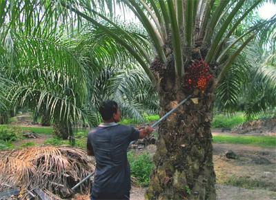 “Plantations should make transition to Crop Diversification” “Plantations should make transition to Crop Diversification”