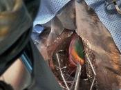 Eyes, Beautiful Eyes கண்களும் பாடுதே