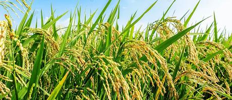 Father of Green REvolution - man who ensured food on our plates MS Swaminathan is no more Father of Green REvolution - man who ensured food on our plates MS Swaminathan is no more