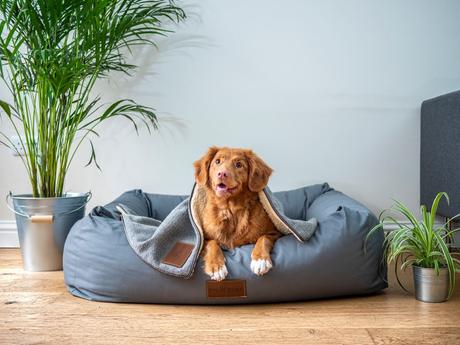 How to Keep Your Home Clean and Tidy When You Have a Dog