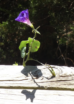 Near and Far and In-Between