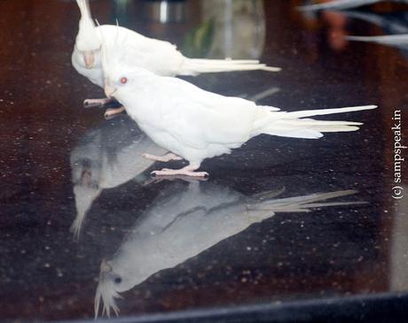 the beautiful Cockatiel ! - நான் .. .. பேச வந்தேன் ! the beautiful Cockatiel ! - நான் .. .. பேச வந்தேன் !