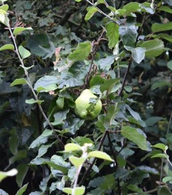 Tree Following October 2023- last quince standing