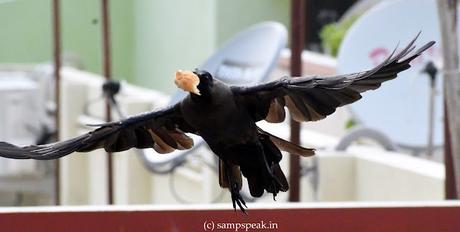 Who stole my Cheese ! பாட்டி சுட்ட வடையும் - அதை சுட்ட காகமும். Who stole my Cheese ! பாட்டி சுட்ட வடையும் - அதை சுட்ட காகமும்.