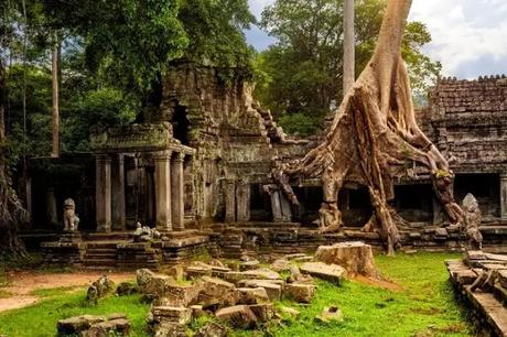 Amazing sprang tree covering the ruins of Preah Khan Temple in Cambodia