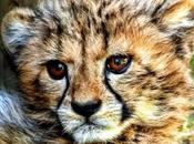 Oudtshoorn Wildlife: Must Visit Places Where Diverse Wild Species South Africa!