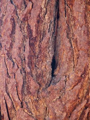 Treefollowing: a pine I met in California
