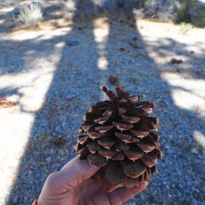Treefollowing: a pine I met in California