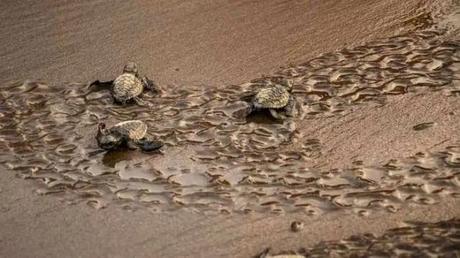 50 Weekend Getaways Near Pune For A Quick Vacation In 2023! Turtles hatching eggs in Velas are major attraction during winters