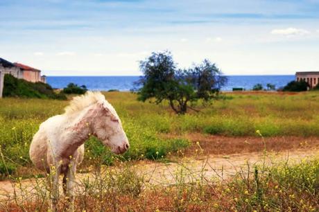 Asinara National Park
