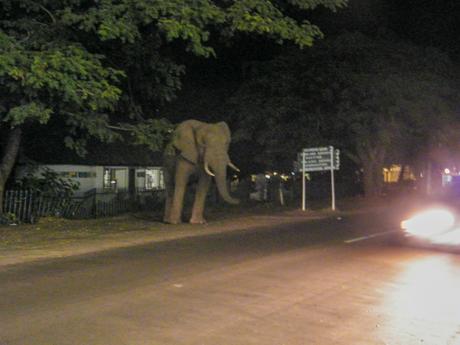 elephant-destroying-a-fence